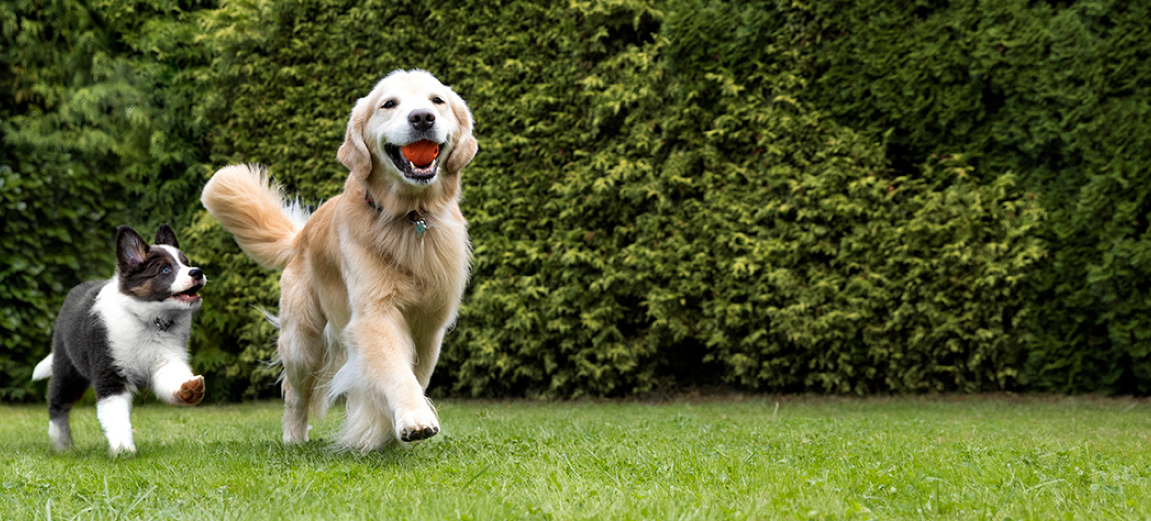 Two happy dogs walking in green grass