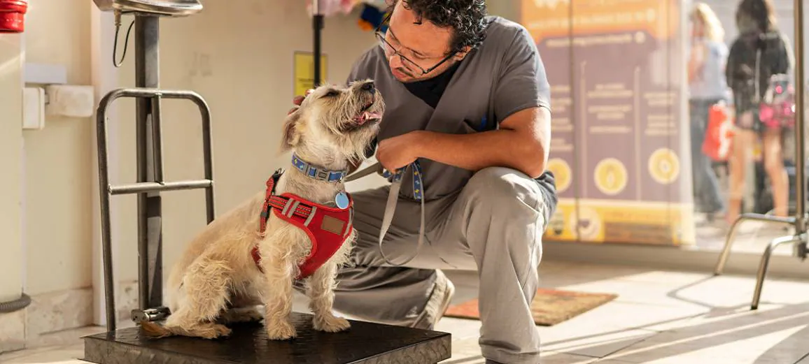 vet next to a dog standing on a scale