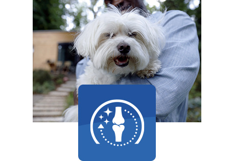 happy white dog being held by a human