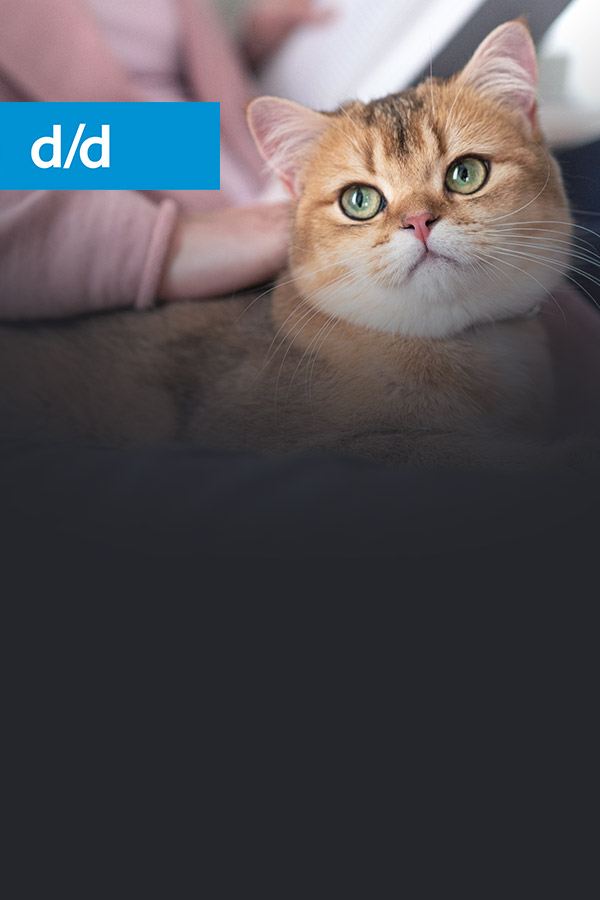 d/d feline