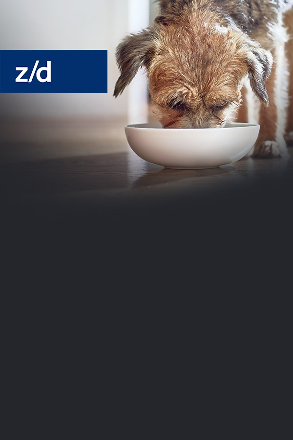 z/d canine