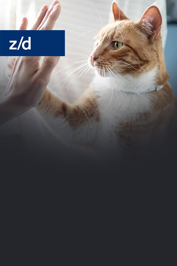 z/d feline